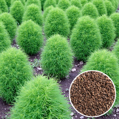 Seedsilk Kochia Mixed Flowers Seed(40 per packet)