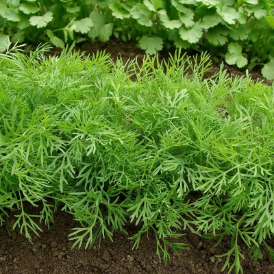 CYBEXIS Grow your own Dill: Garden and Indoor Plant Seeds700 Seeds Seed(700 per packet)