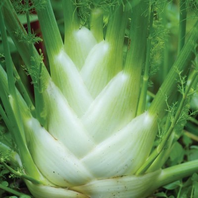 CYBEXIS GBPUT-95 - Orion Hybrid Fennel - (750 Seeds) Seed(750 per packet)