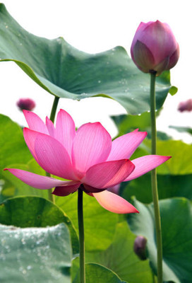 STARKC lotus,kamal gatta Seed(15 per packet)