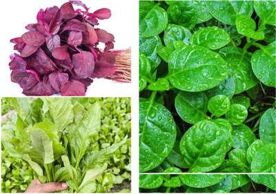 DEYS AGRO ® spinach seeds combo pack|red,green,malabar spinach Seed(127 per packet)