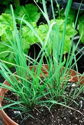 Aro Lemon Grass Seed(140 per packet)