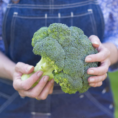 VibeX ® RXI-254 Broccoli Seeds (Waltham 29) Seed(200 per packet)