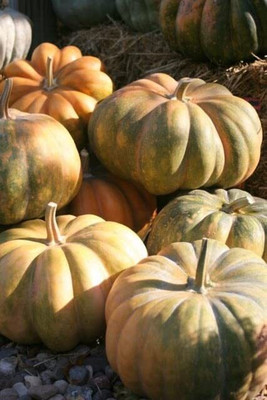 CRGO DIOART-AQW-™ Pumpkin vegetables seeds | Orange shade Pumpkin Seed-25 SEEDS-PS439 Seed(25 per packet)