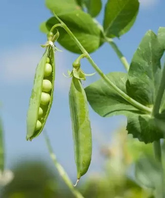 MAA Pea, Green Peas, Matar Seed(28 per packet)