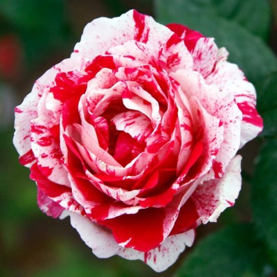 Qualtivate EXL-4AT Rare Rose Flower Seeds Seed(25 per packet)