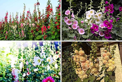 Aywal Hollyhock Hybrid Seed(20 per packet)