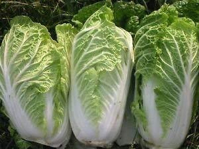 Aywal High Germination Chinese Cabbage Seed(190 per packet)
