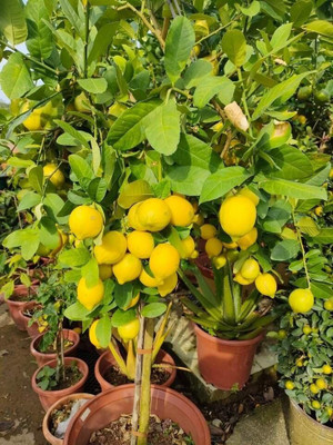 LPR NIMBU,LEMON Seed(140 per packet)