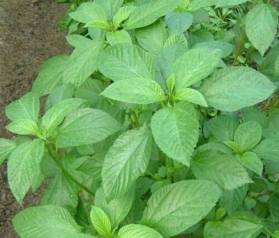 Qualtivate HUA-7A Egyptian Spinach Jute Seeds,Saluyot Seed(100 per packet)