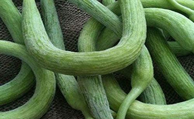 KANAYA Kakri Seed(40 per packet)
