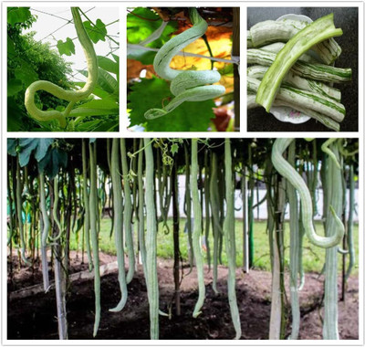 Qualtivate PUA-3A Snake Gourd Trichosanthes Cucumerina Seed(25 per packet)