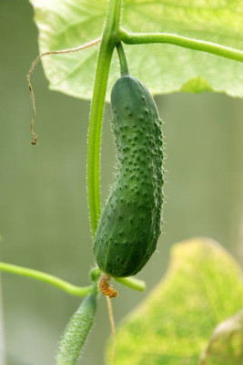 AFARTIOBINA 122 Pc Cucumber Seeds Seed(122 per packet)