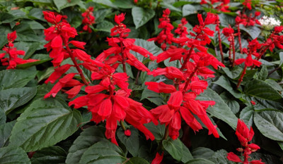 Quentova SALVIA-SPLENDENS-VOX-4T Seed(75 per packet)