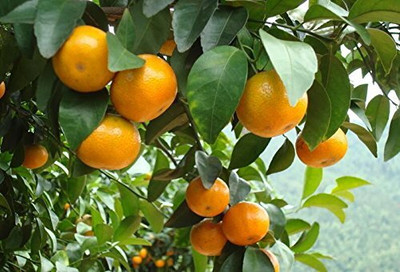 Aywal Orange Seed(9 per packet)
