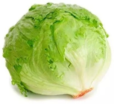 Quentova Lettuce Vegetables Salad Iceberg Lettuce-KMT-2K Seed(200 per packet)