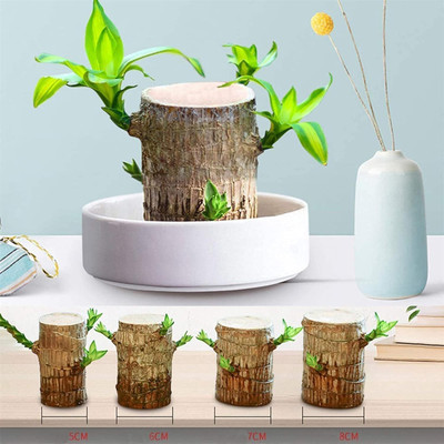 coollest lucky brazilian wood Lucky Bamboo Straight Stick Seed(1 per packet)