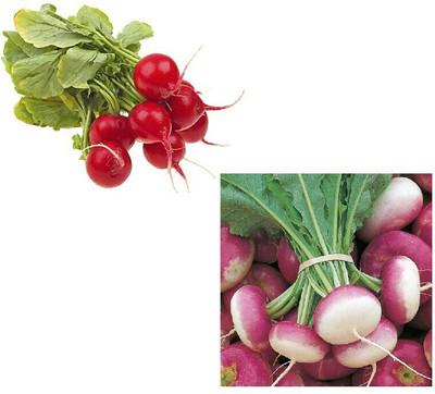 Finiox F1 HYBRID RED RADISH AND TURNIP VEGETABLE Seed(500 per packet)