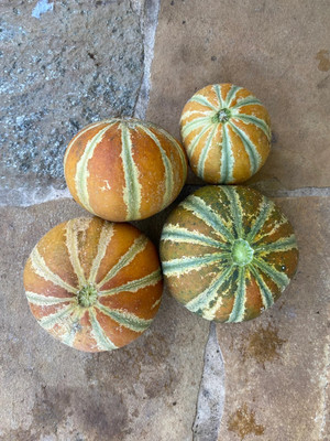 MRCY Kajari Melon/Cucumis melo/Muskmelon Seed(500 per packet)