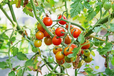 MSD tomato Seed(75 per packet)