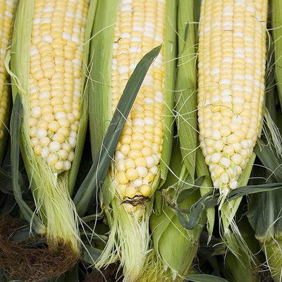 CYBEXIS Hybrid Mix Color Corn Seeds2000 Seeds Seed(2000 per packet)