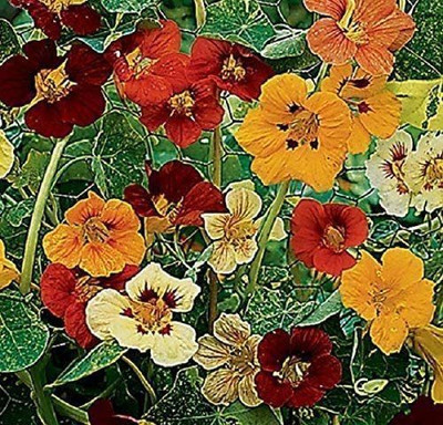 CYBEXIS Nasturtium - Jewel of Africa - Variegated Leaf Seed(1 g)