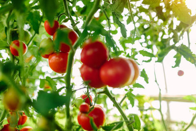 ARTA tomato Seed(135 per packet)