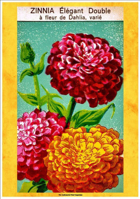 CYBEXIS XLL-1 - Zinnia Elegant Double - (90 Seeds) Seed(90 per packet)