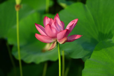 Gachwala lotus,kamal gatta Seed(10 per packet)