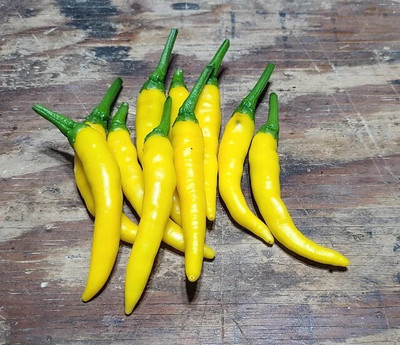 Arshiayat yellow chilli seeds Seed(127 per packet)