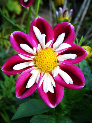 VibeX LX-47 - Mix Color Rare Dahlia - (180 Seeds) Seed(180 per packet)