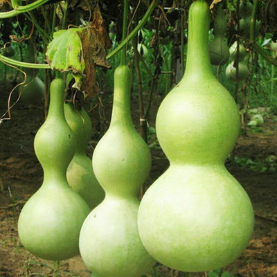 CYBEXIS XL-12 - Bottle Gourd Asian Buddha Squash - (100 Seeds) Seed(100 per packet)