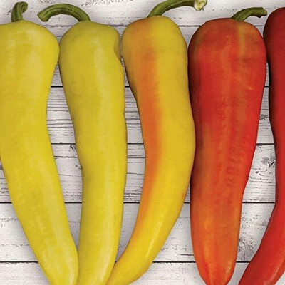 Qualtivate HUA-7A Sweet Sunset Hybrid Banana Pepper Chilli Seed(300 per packet)