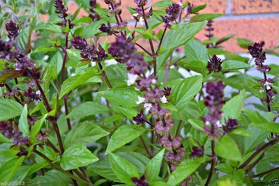 Qualtivate VXI-47 Cinnamon Basil Culinary Herb Seed(1000 per packet)
