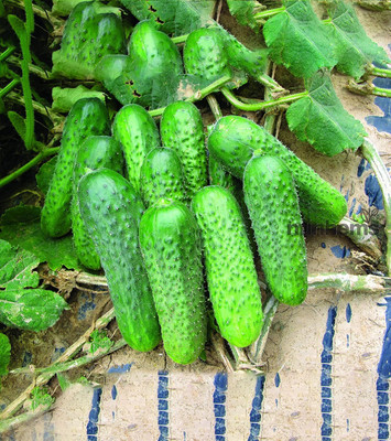 CRGO CUCUMBER , KHEERA Seed(100 per packet)