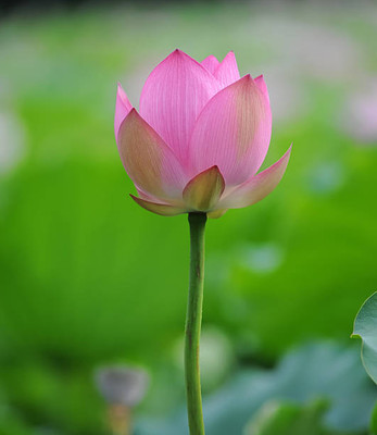 EasySeeds lotus,kamal gatta Seed(10 per packet)