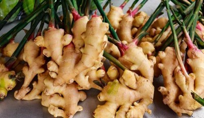 BDSresolve Galangal thai ginger plant Pack of 10 Seed(10 per packet)