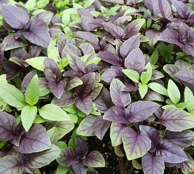 WILLVINE KGF -8 Basil Amethyst Ocimum basilicum Seed(2000 per packet)