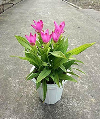 Audbhidhi Curcuma Pink Flower Bulbs for Gardening Seed(2 per packet)