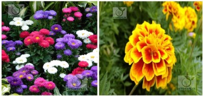 STOREFLIX aster - french marigold Seed(30 per packet)