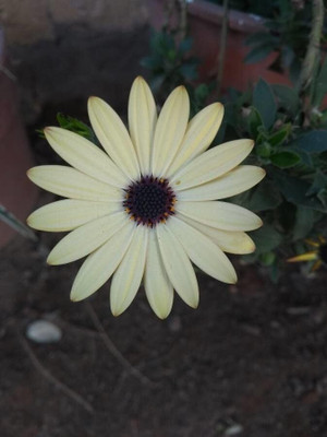 Lorvox Dimorphotheca Seeds Early Variety Seed(20 per packet)
