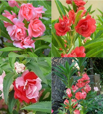 ibains Balsam seeds all colours beez 57 Seed(57 per packet)