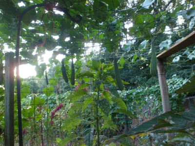 VibeX TLX-58 - Ridge Gourd |Turia Non-GMO - (300 Seeds) Seed(300 per packet)