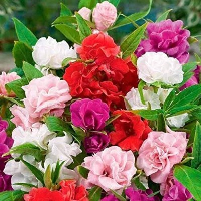 the green dotcom Balsam rose Mix Flower Seed/balsam flower seeds 42 Seed(42 per packet)