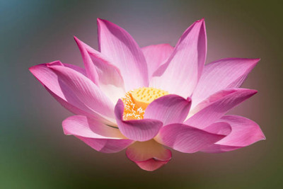 Aavik lotus,kamal gatta Seed(10 per packet)