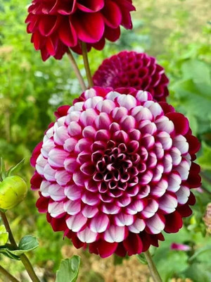 Lorvox Dahlia hybrid flower Seed(65 per packet)