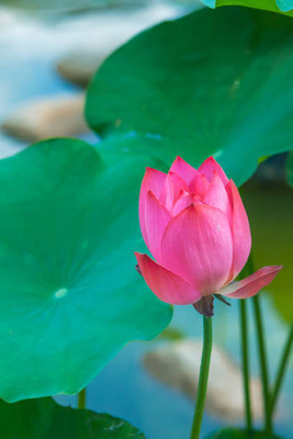 Weber lotus,kamal gatta Seed(14 per packet)