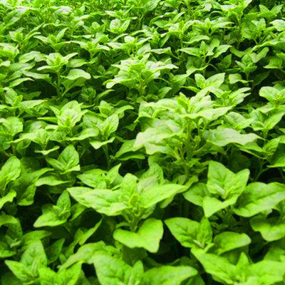 CYBEXIS Heirloom Tetragonia Tetragonioides New Zealand Spinach Seeds1000 Seeds Seed(1000 per packet)