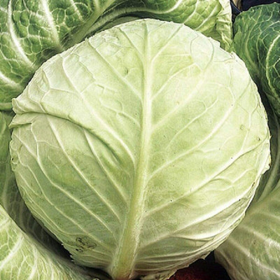 CYBEXIS Seeds of Vegetable Cabbage Primo II2000 Seeds Seed(2000 per packet)
