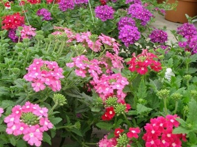 wequality verbena flower seeds Seed(21 per packet)